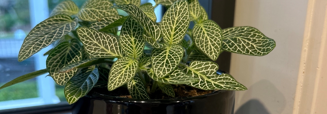 12cm Fittonia Banner2.jpg